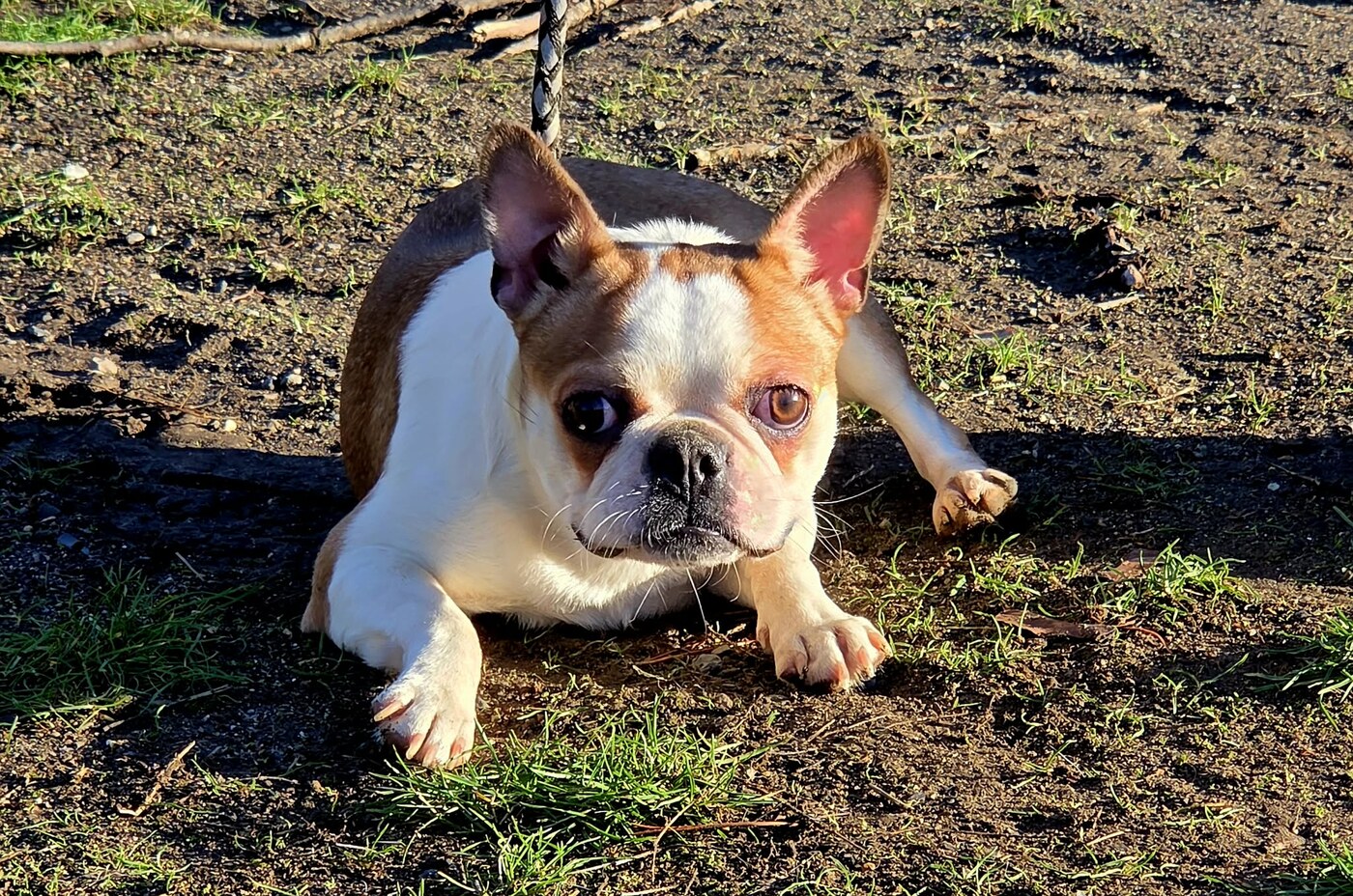 KBBS Collosal Pied Piper (Piper)