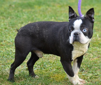Anarchy's Blue Tig (Tig)
