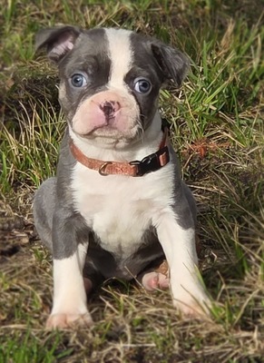 Pink Collar