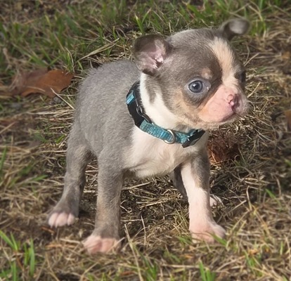 Light Blue Collar
