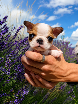 Sabled Fawn Tri Male