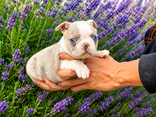 Paisley Lilac Merle Female