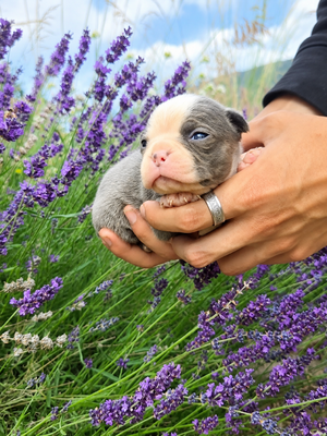 Tinley Blue Female 6