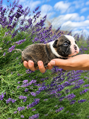 Tinley Brindle Female3