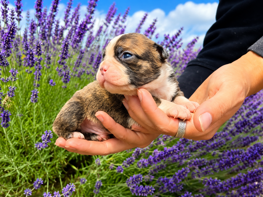 Tinley Brindle Male 2