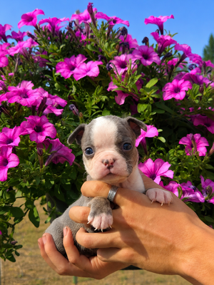Tinley Blue Female 6
