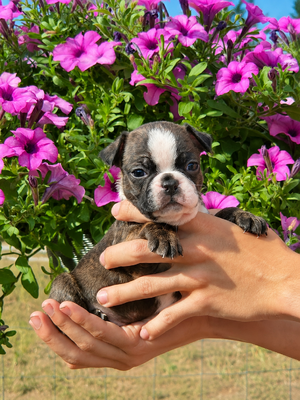 Tinley Brindle Female3