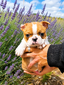 Red Fawn Tri Male