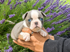 Paisley Blue Male 1 (disconnected stripe and collar)