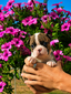 Tinley Brindle Male 2